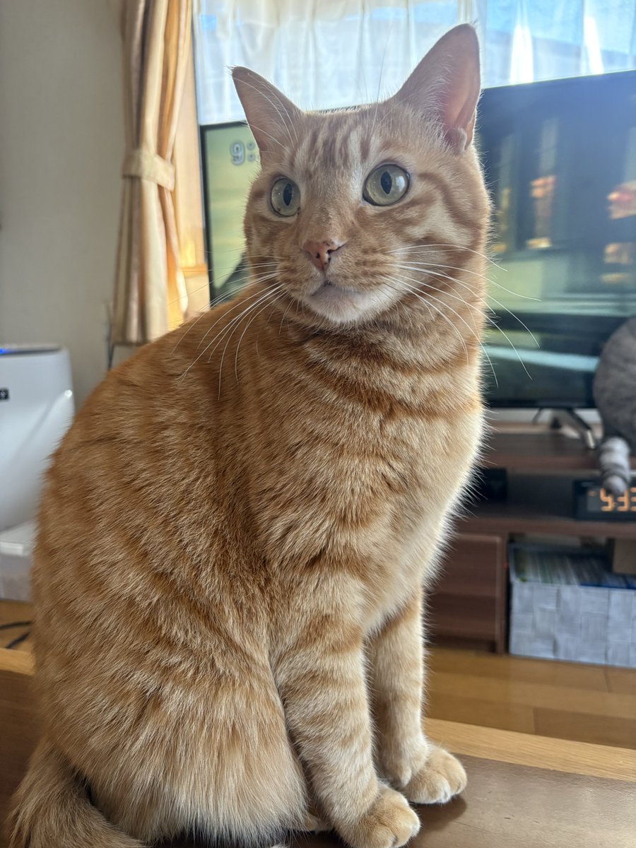 虎丸 (@toramaru7703) / Posts / X