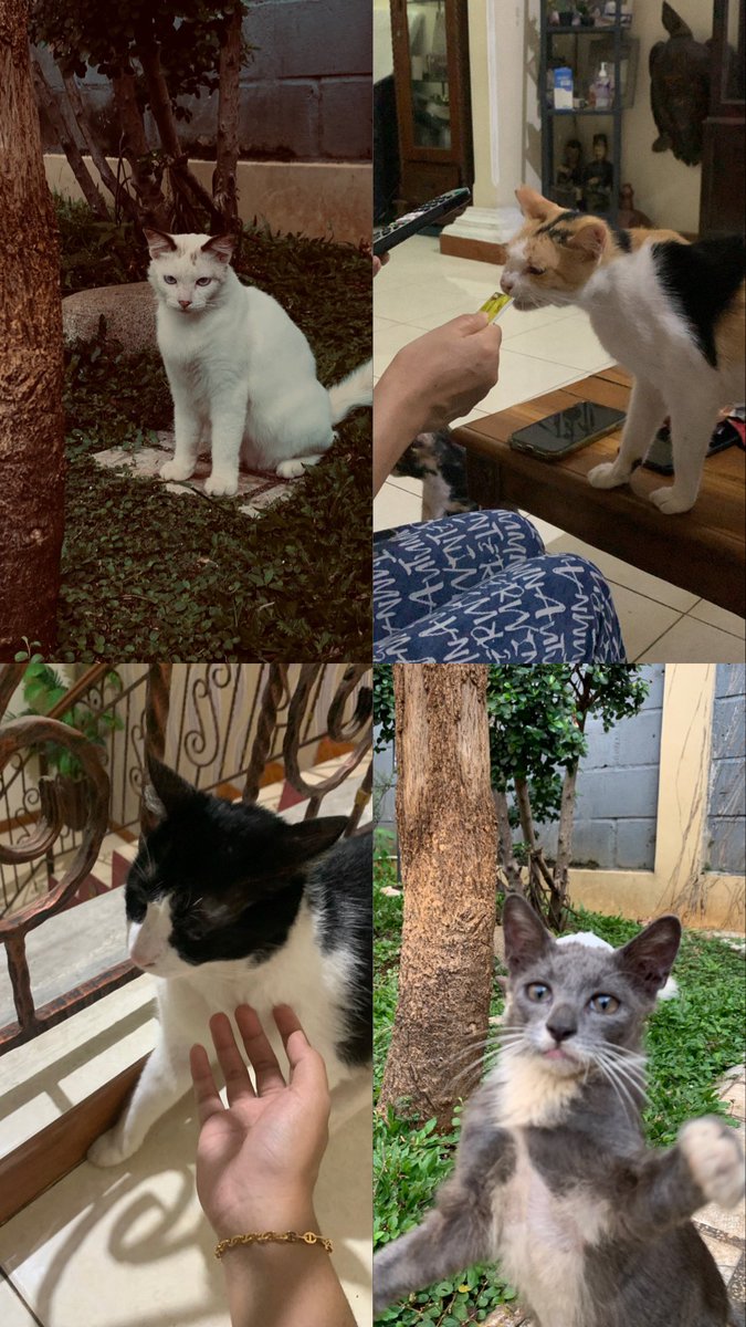 simpshees’62 tweet media