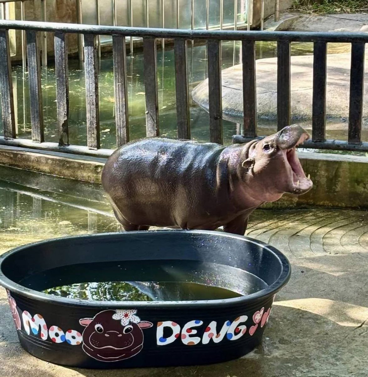 moodeng got a new custom tub 🥰💕