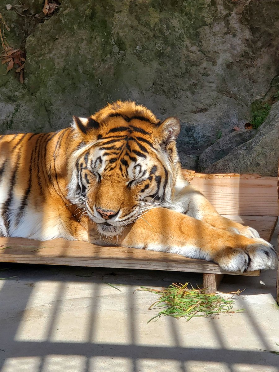suzakazoo's tweet image. 🪻おしらせ
展示をお休み中のトラのオス、臥桜が12月3日に老衰のため亡くなりました。
会いに来てくださった皆さん、SNSで出会った皆さんありがとうございました🐯
詳しくはブログをご覧ください。
blog.suzaka.jp/zoo/2025/12/07…
＃トラ
＃須坂市動物園
＃須坂市