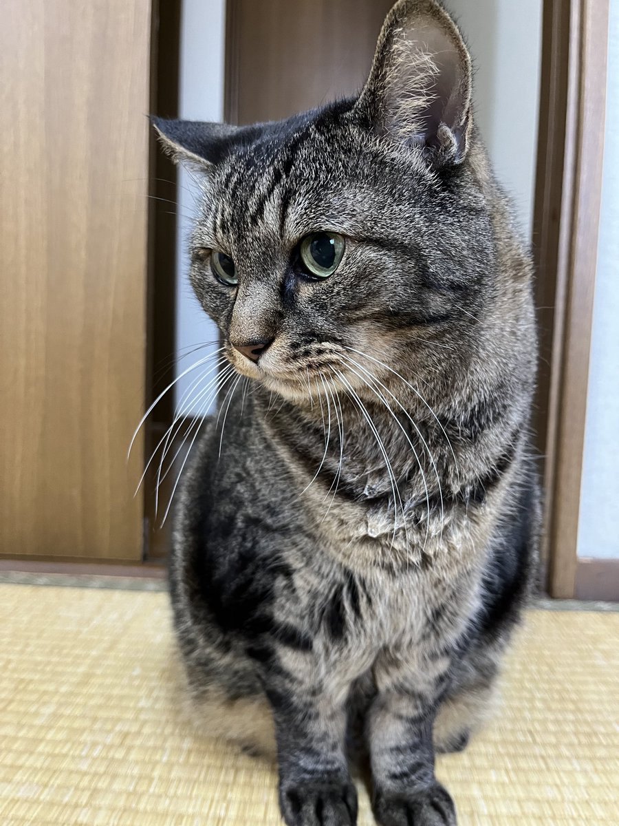 ねこじま まめたろう (@nekojima_22) / Posts / X