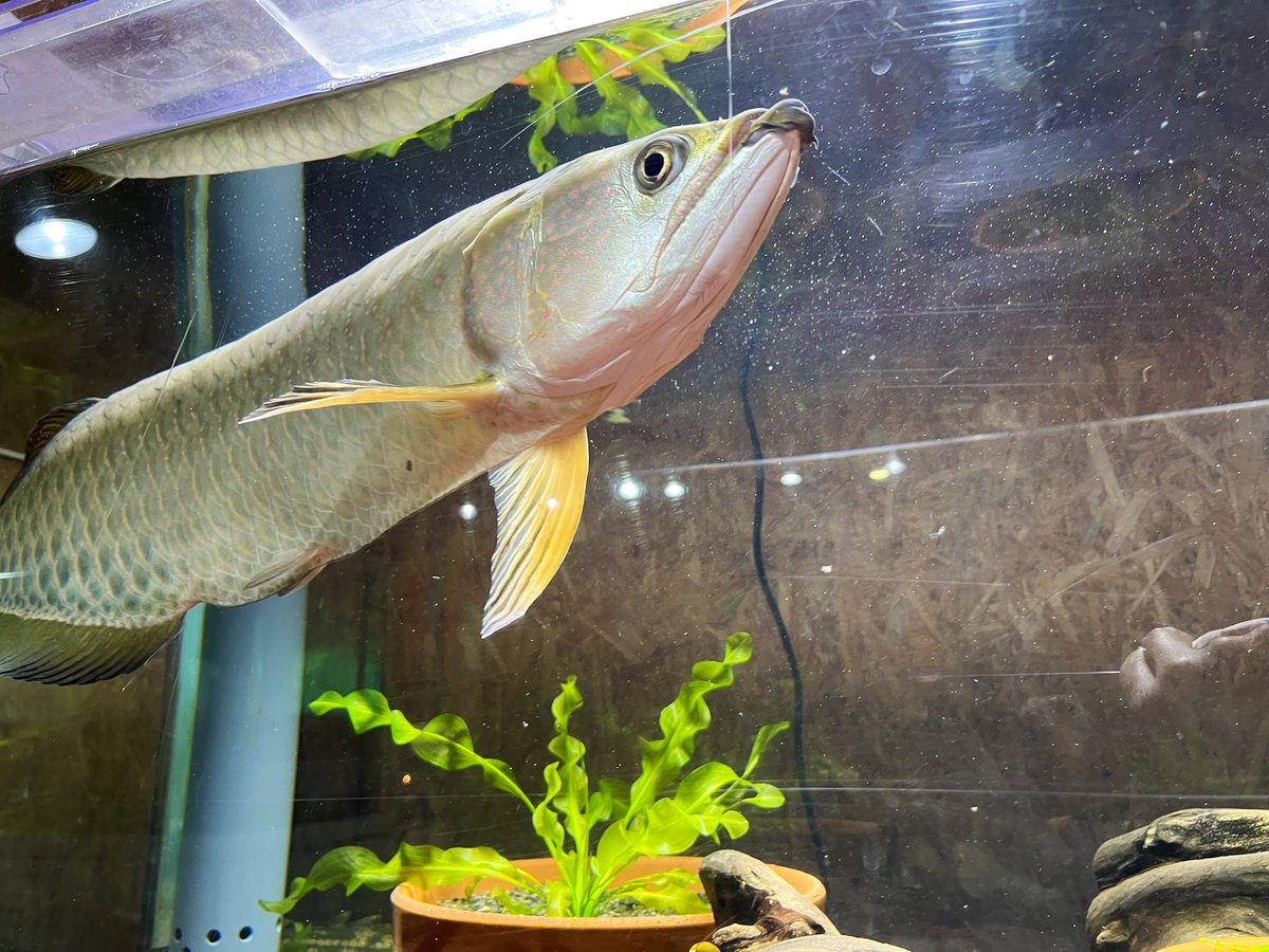 ノーザンバラムンディ