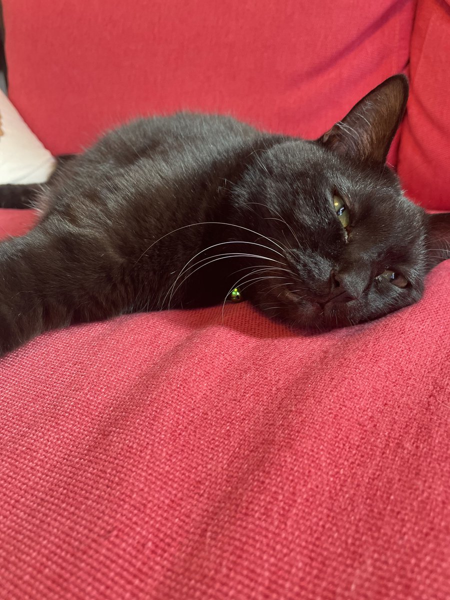 日曜日の朝 暖房の入ったポカポカした部屋で猫たちは💤してます #ねこ