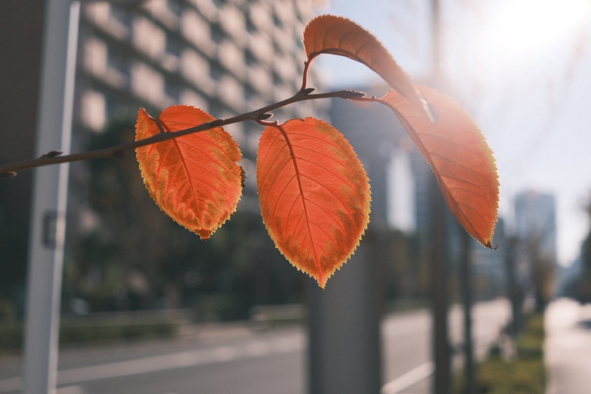 網 (@8saki) / Posts / X