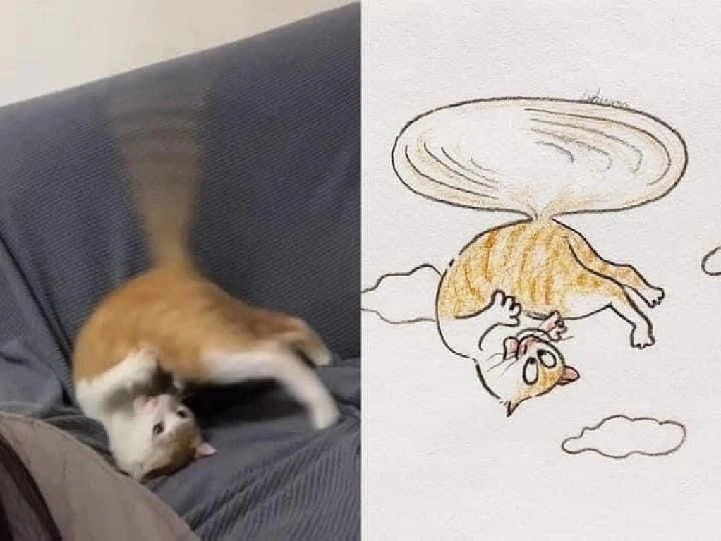 gatos fazendo gatices (@gatinarios) on Twitter photo 