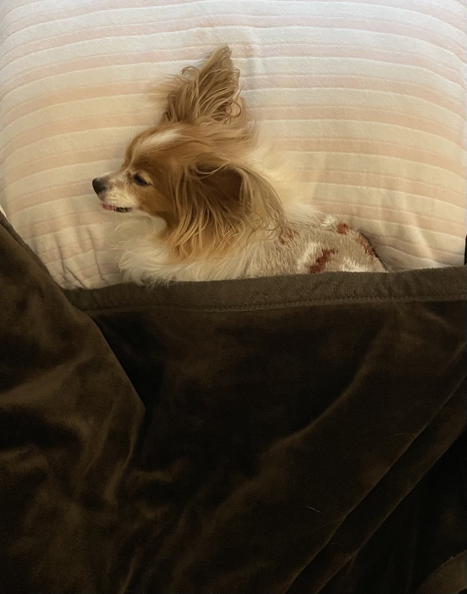 すやすや寝ていらっしゃいます