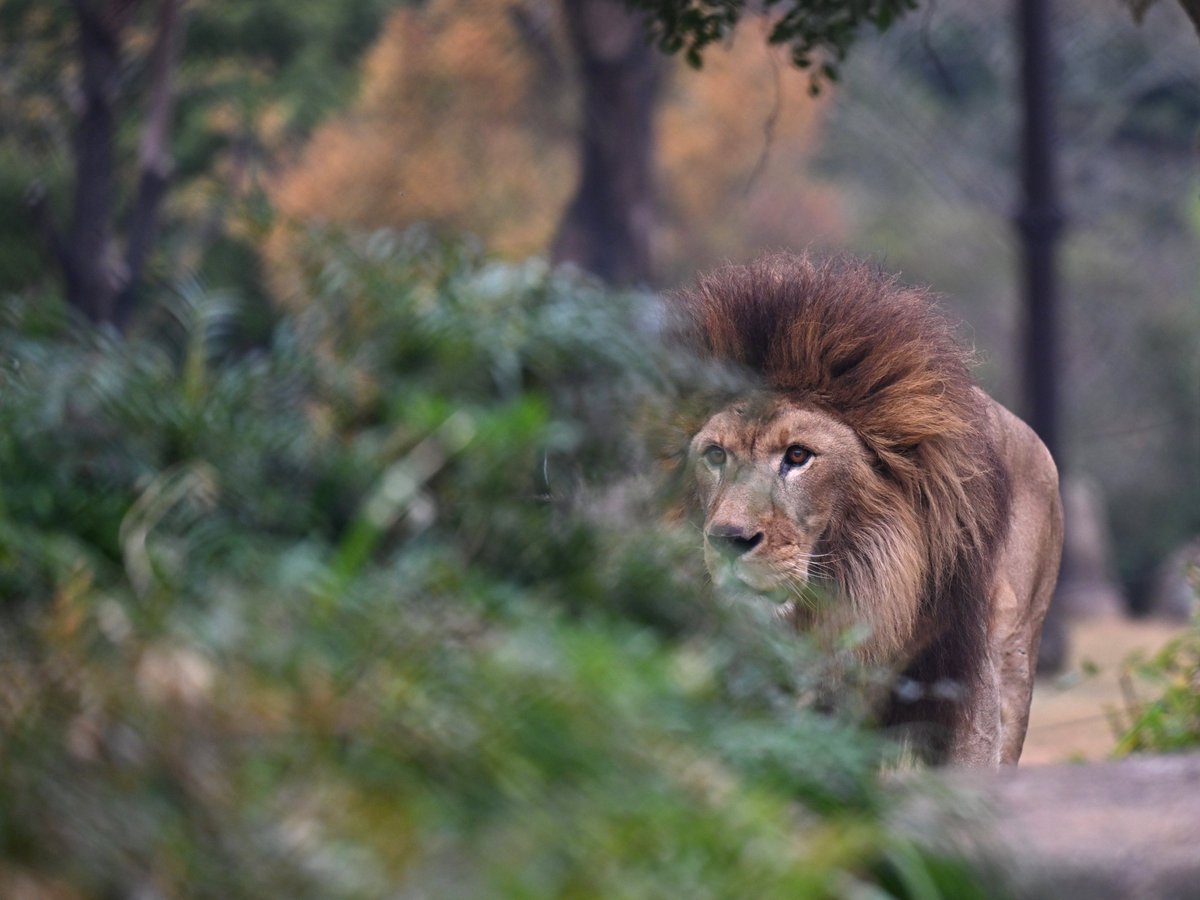「禽獣にも劣る」という動物を蔑んだ言葉があるけれど
昨今の国際ニュースを読んでいると
「人間にも劣る」という言葉を使いたくなってくる
万物の最下位？💦
#ライオン #ズーラシア #Lion #ZOORASIA