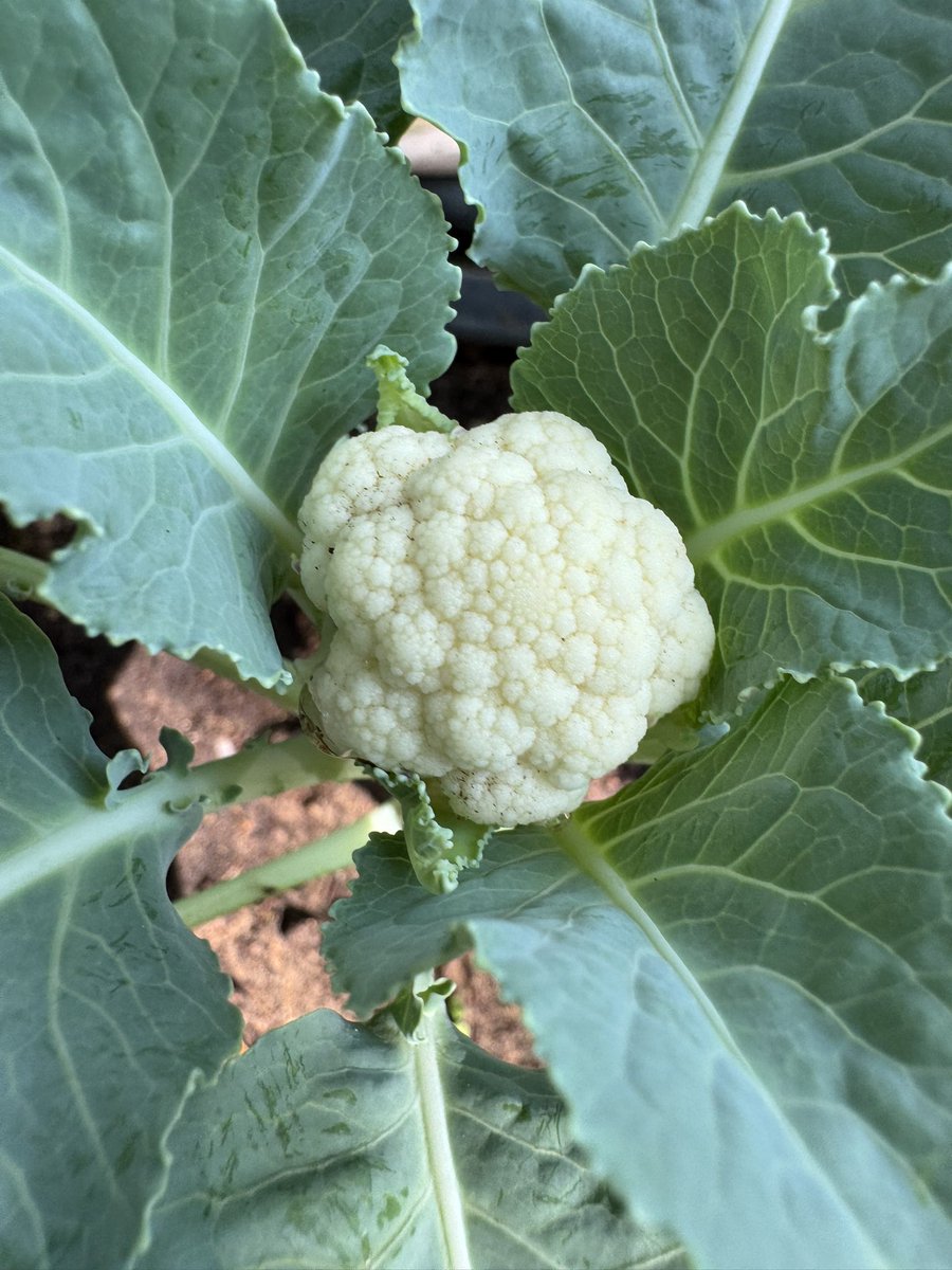 AliAiyubi's tweet photo. Organically grown #Vegetables and #fruits. Fresh and healthy. Seeing these plants growing healthy in the backyard is very satisfying. #healthyhabbits #familytogetherness #dubai #uae #motivation #healthyfood #greenearth #sustainability #familybond https://t.co/i9aJpRXLek