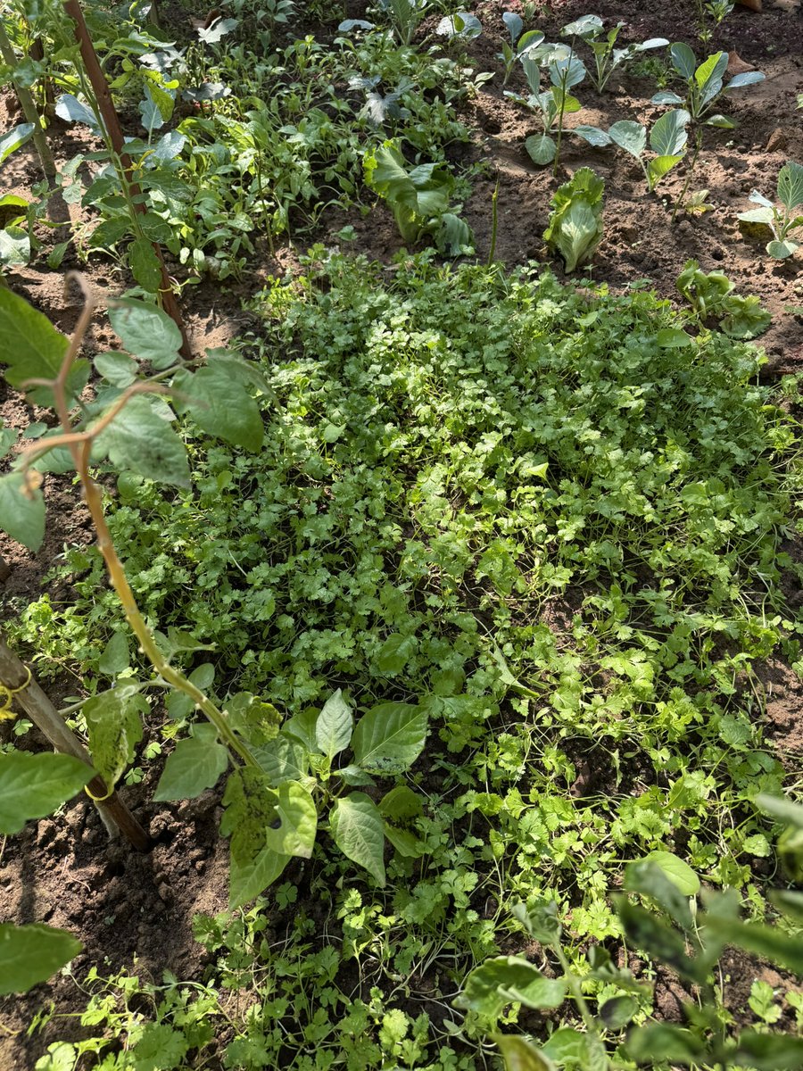 AliAiyubi's tweet photo. Organically grown #Vegetables and #fruits. Fresh and healthy. Seeing these plants growing healthy in the backyard is very satisfying. #healthyhabbits #familytogetherness #dubai #uae #motivation #healthyfood #greenearth #sustainability #familybond https://t.co/i9aJpRXLek