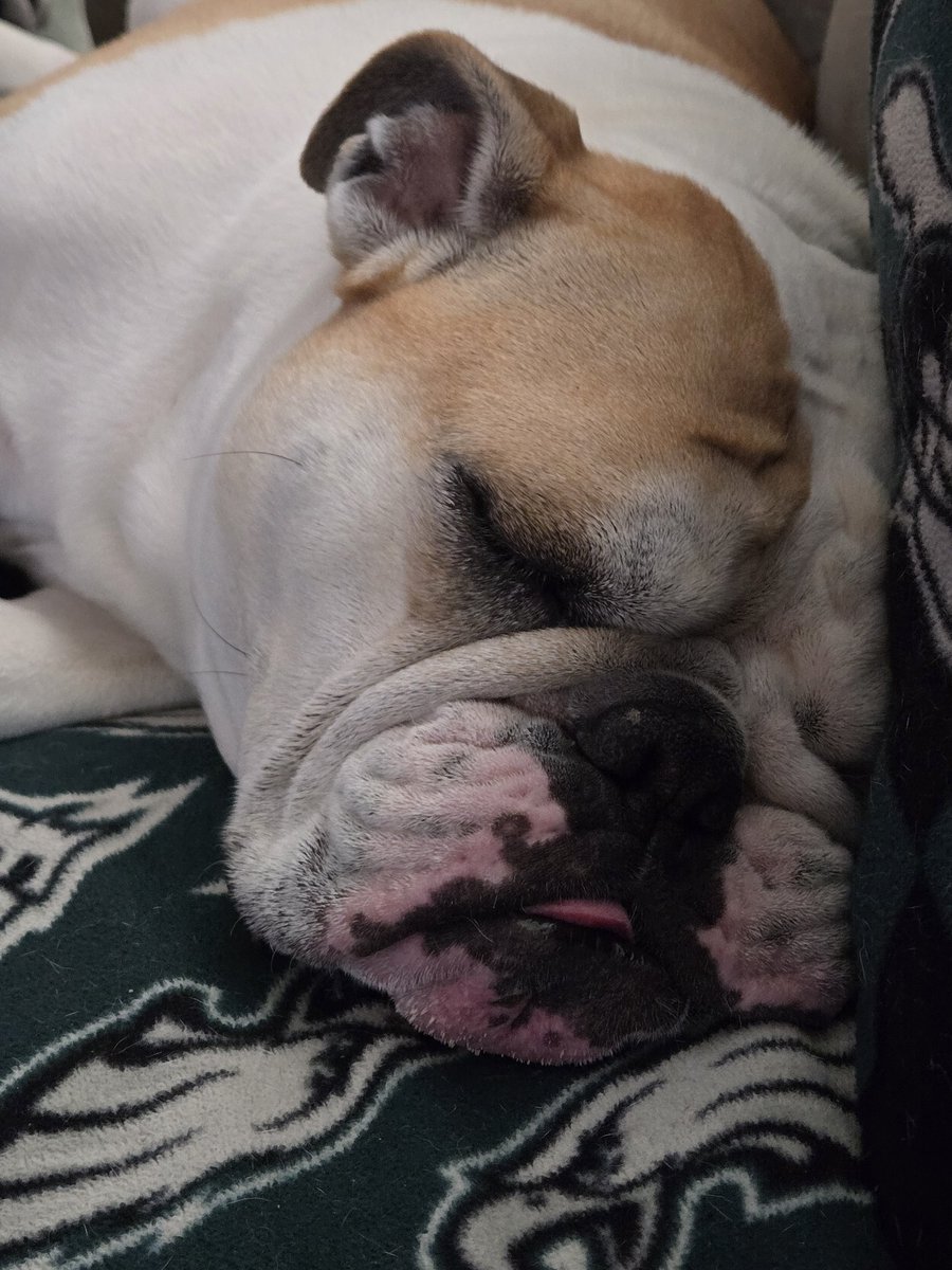 I wish I could sleep as good as her! 🐾❤️😴
#Bulldog #EnglishBulldog #Dogs