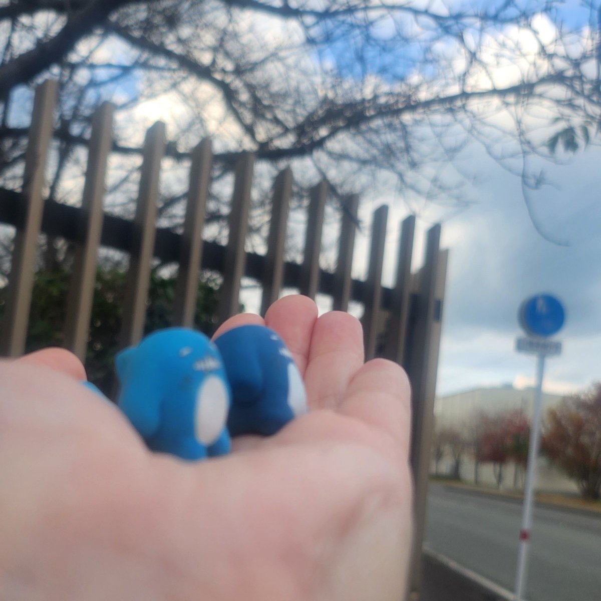 サメさんすんません、桜無いです