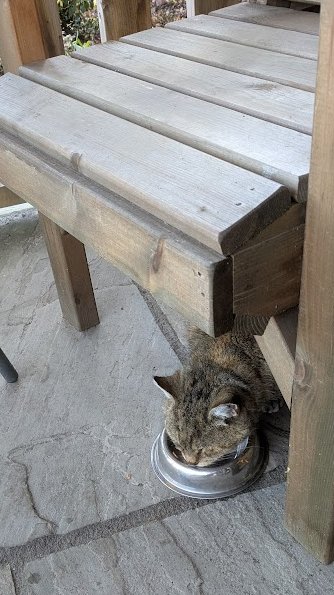 (Janet)
Sometimes I go with Colin to the Memorial Garden.
He often brings my food with him in case I feel hungry.
Even if I don't feel hungry I eat it anyway just to make him happy.
I don't know if I'm doing the right thing or not.
What do you think?