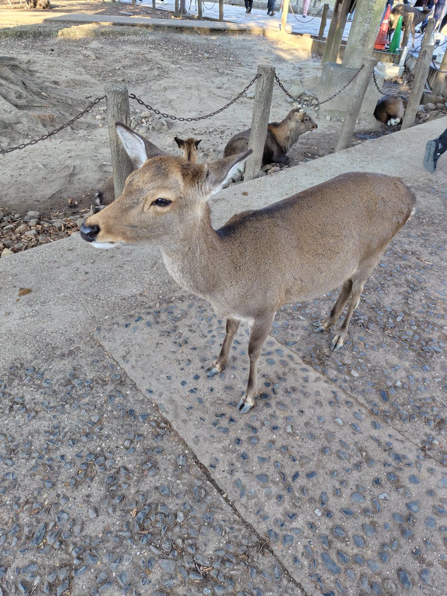 おすす 5/21 大阪 Unique参戦 (@q7BYuvgjKSGtg2d) / Posts / X