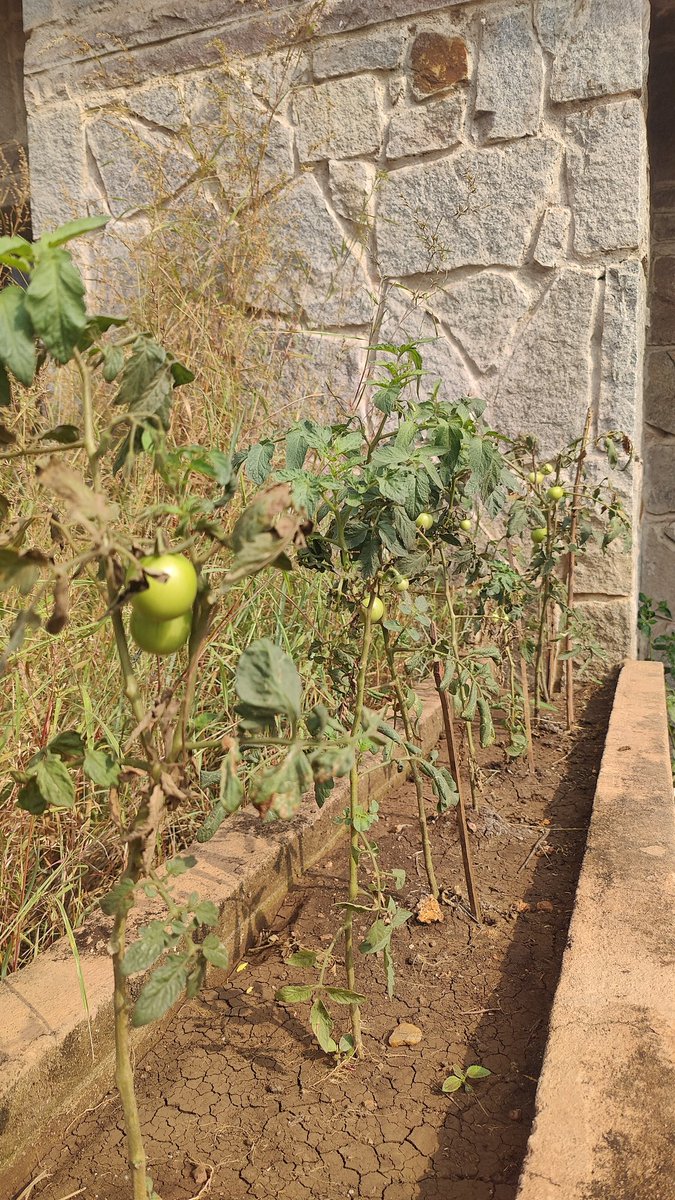 Divesh Bhal tweet media