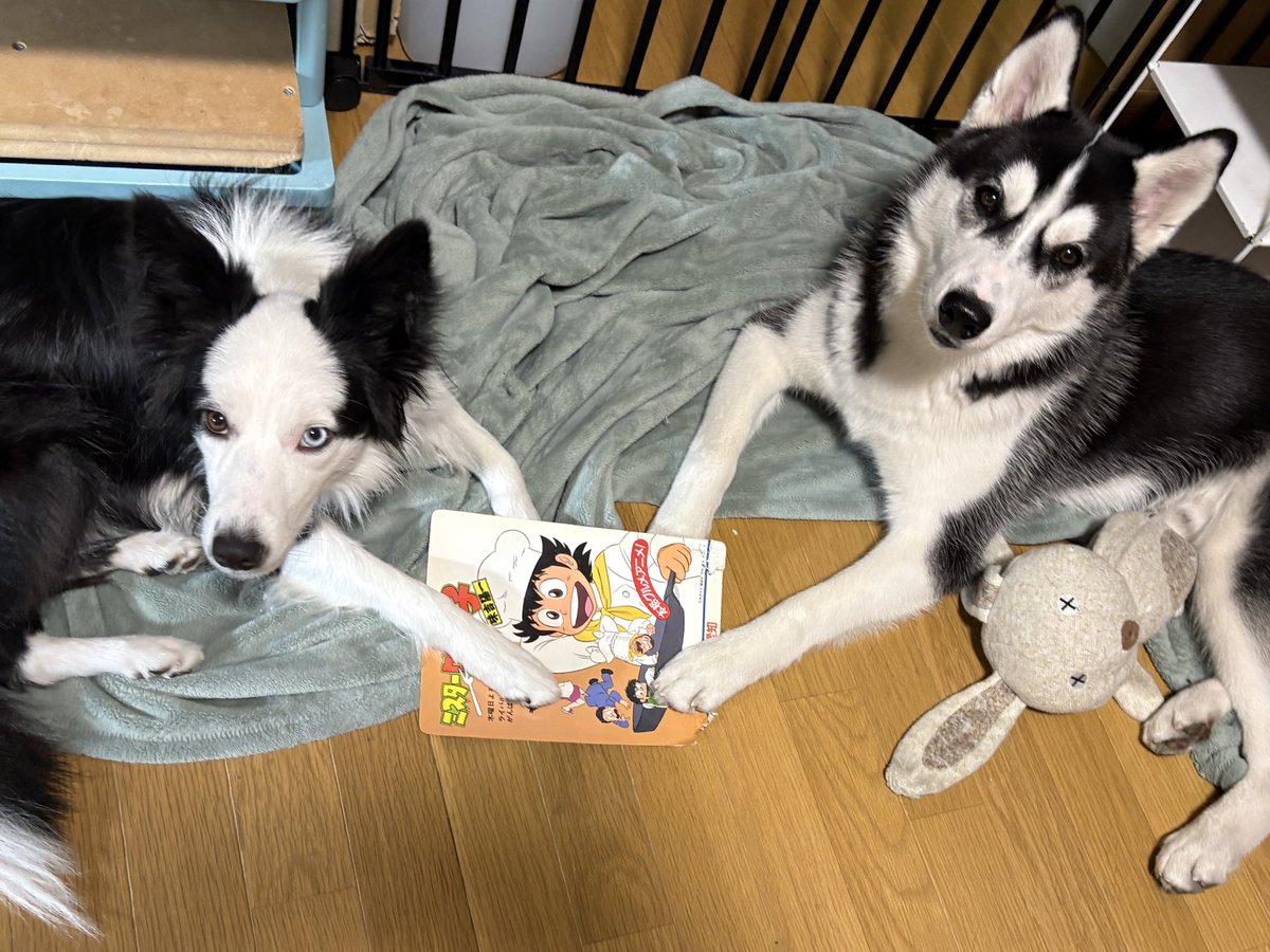 SCREEN 犬猫 tweet media