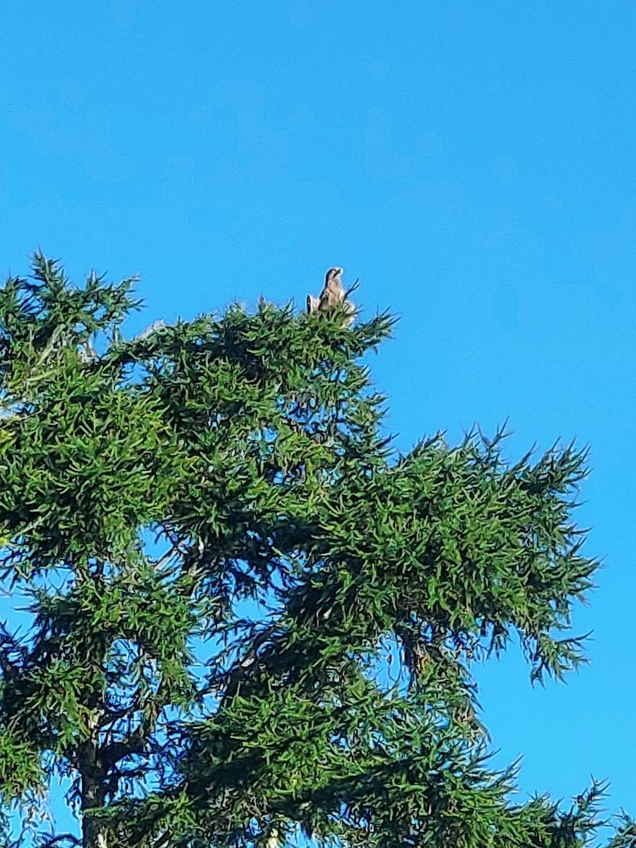 raptor_biomed's tweet image. 釧路市昭和地区に飛来しているオジロワシのペアですが、このように通年事業地の周辺を止まり木やねぐらとして頻繁に使っています。簡単に確認できますので、しっかり調査をしていれば確実に把握できたと思います。

hokkaido-np.co.jp/article/124354…

※動画と写真:地元市民提供