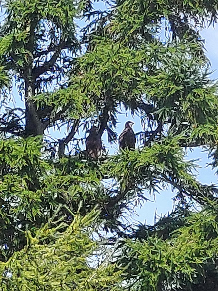 raptor_biomed's tweet image. 釧路市昭和地区に飛来しているオジロワシのペアですが、このように通年事業地の周辺を止まり木やねぐらとして頻繁に使っています。簡単に確認できますので、しっかり調査をしていれば確実に把握できたと思います。

hokkaido-np.co.jp/article/124354…

※動画と写真:地元市民提供