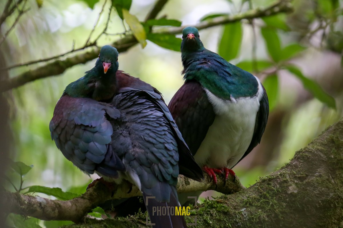 NZPhotomac's tweet photo. Caption this

#BirdsOfNZ #Kereru #BirdPhotography #Wildlifephotography https://t.co/6tdWCefNAn