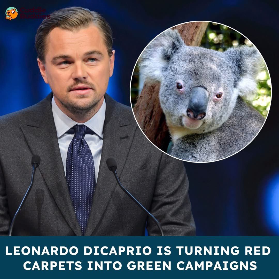 Academy Award-winning actor Leonardo DiCaprio has made wildlife conservation a core part of his activism. Through the Leonardo DiCaprio Foundation, he has directed over $100 million in grants to projects protecting endangered species and their habitats—from tigers in Nepal to