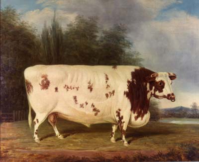 This isn't even Shorthorn Bull by James Loder anymore