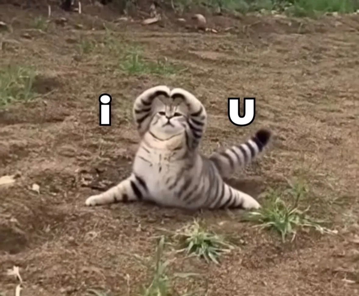 raccoonesthetic's tweet image. 