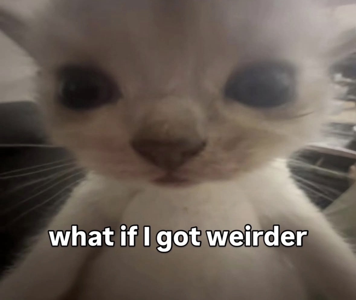 raccoonesthetic's tweet image. 