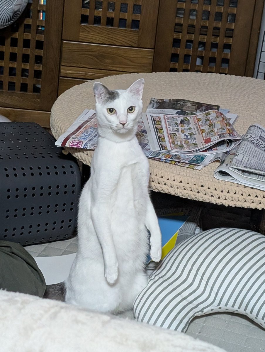 もっっっってぃ tweet media