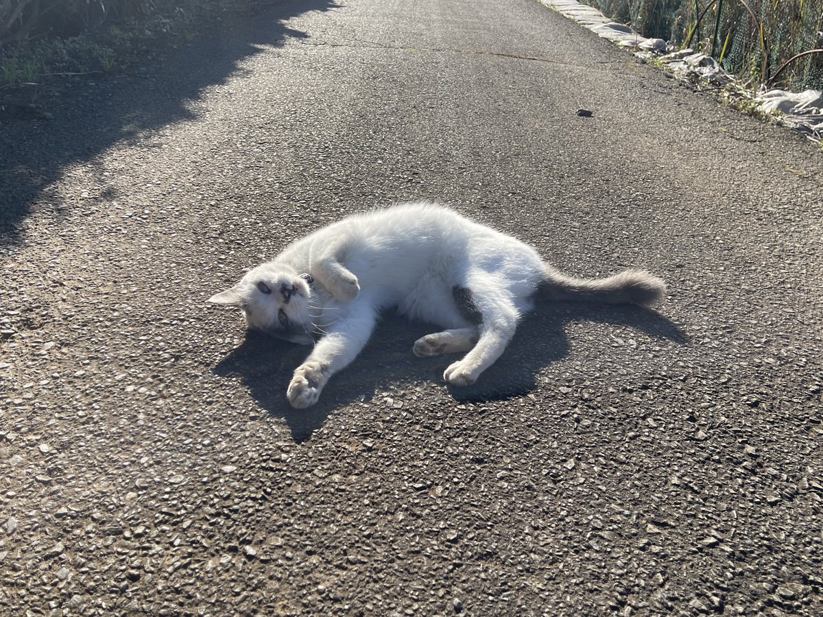 よつばとポン酢 (@nyaaa_____nchu) / Posts / X