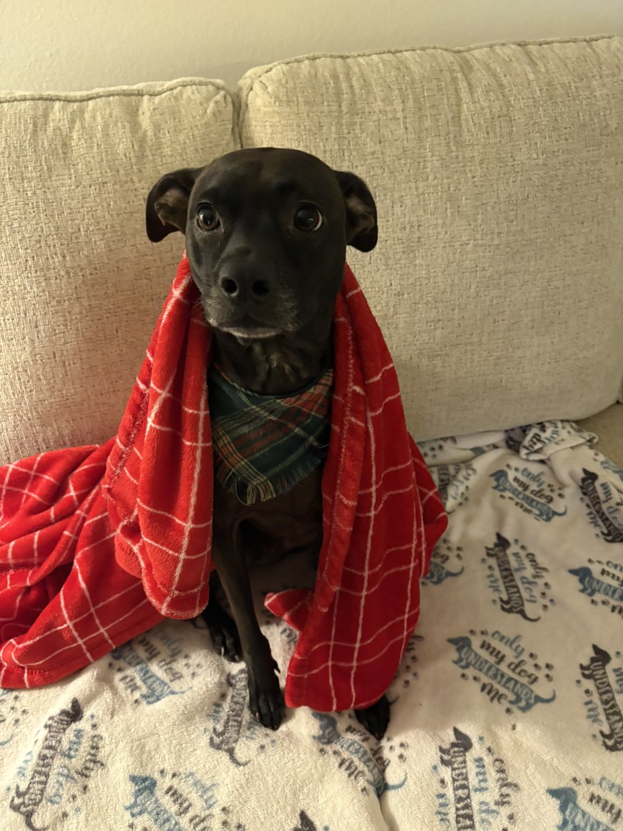 gringokiki's tweet photo. My dog deserves all the love in the world https://t.co/6RI4YOJvjN