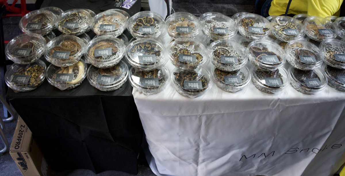 MM Snake COIL tweet media