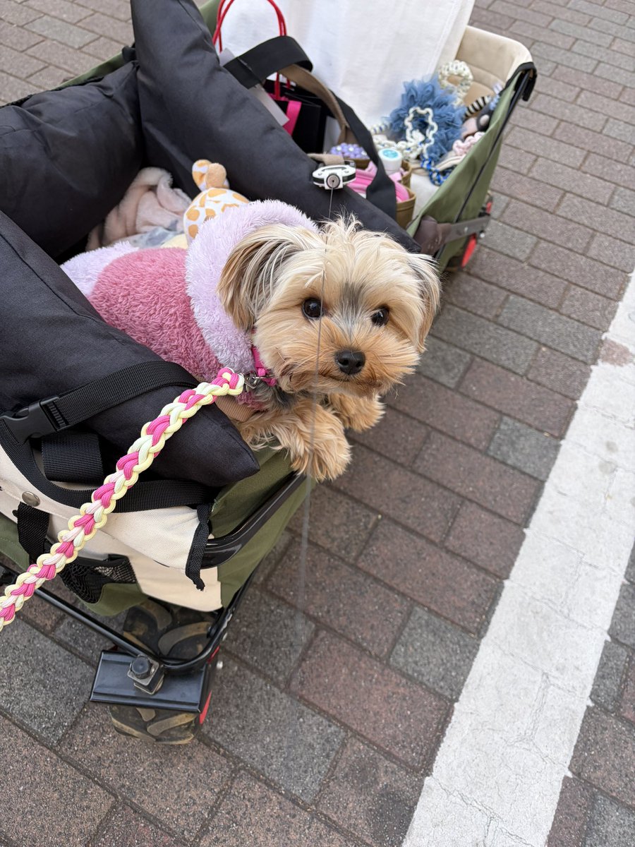Kofuku “Good morning! Today I’m going out for a ride in my stroller!”

「おはようございましゅ❣️
きょうは
あたち
カートで
おでかけでしゅ。

おかあさんに
あいにいくんだよ。

がま口👛を
みせにいくの❣️
おかあさん
まってるから❣️」

 #小福 #ヨーキー #ヨークシャテリア