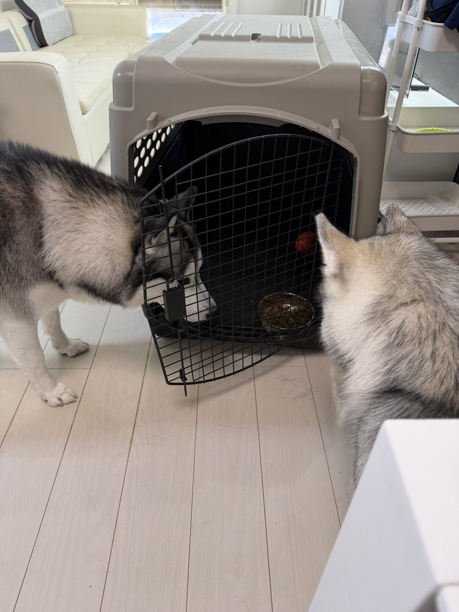 Genie(ジーニー) (@Genie_0213) / Posts / X