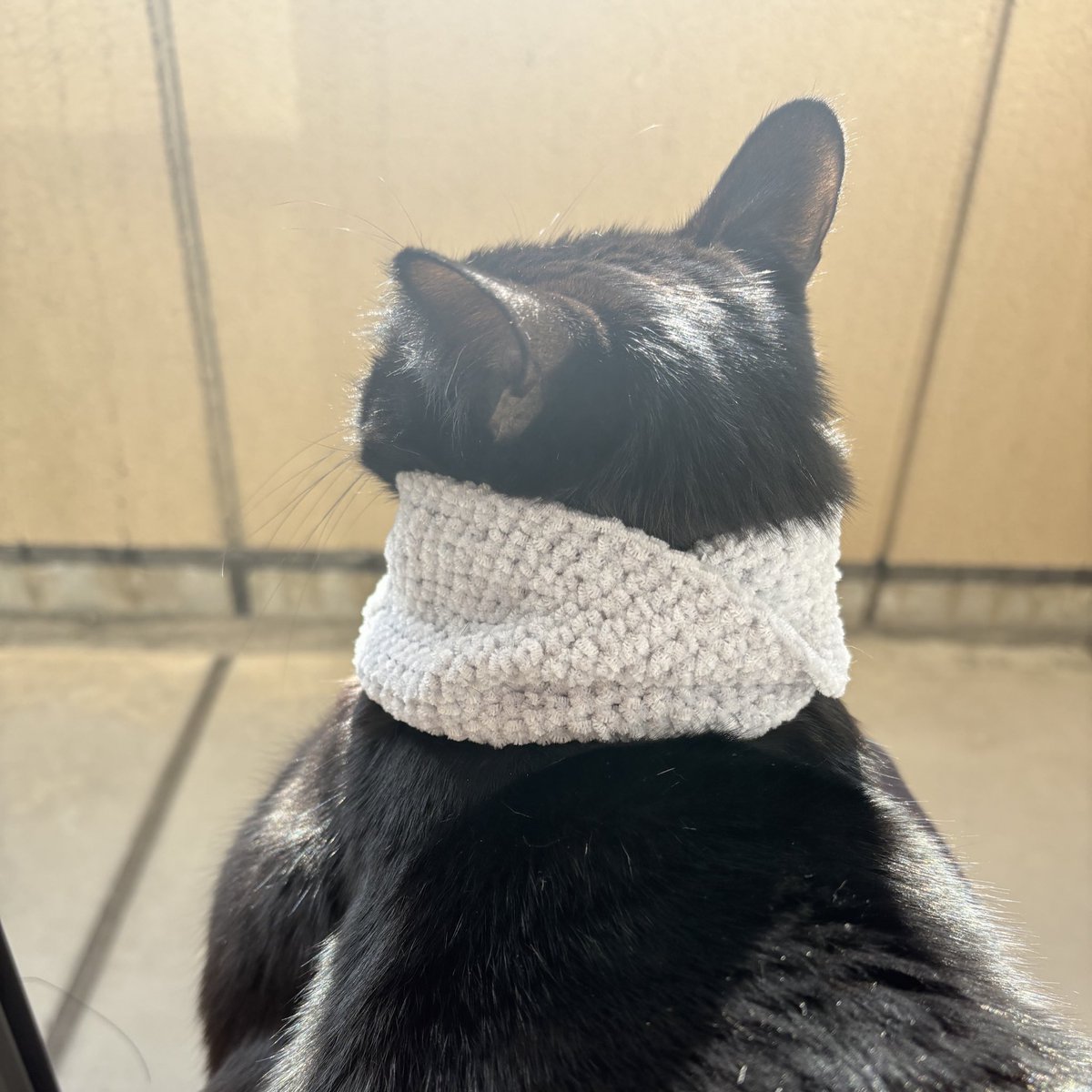 冬の空気を楽しみます🐈‍⬛