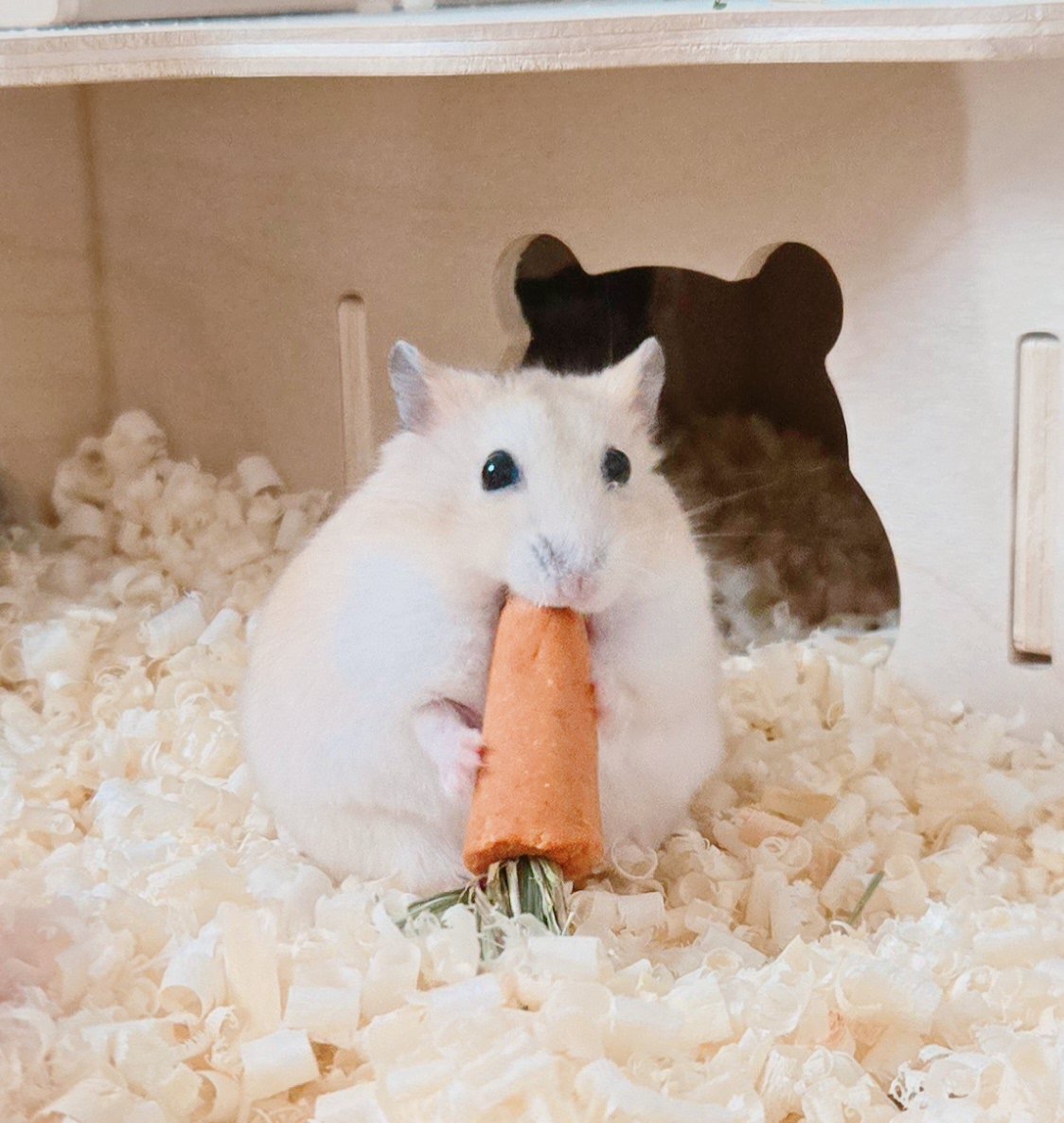 영화에서 얘네 볼때마다 우리집 쥐랑 닮아서 행복했음
쥐자랑맞아요