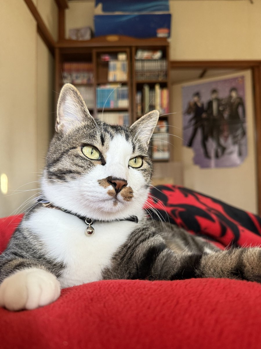 今朝のにゃんこさま😽