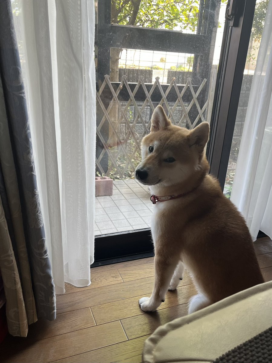 柴犬こめ1歳 (@shibainukome) / Posts and Replies / X