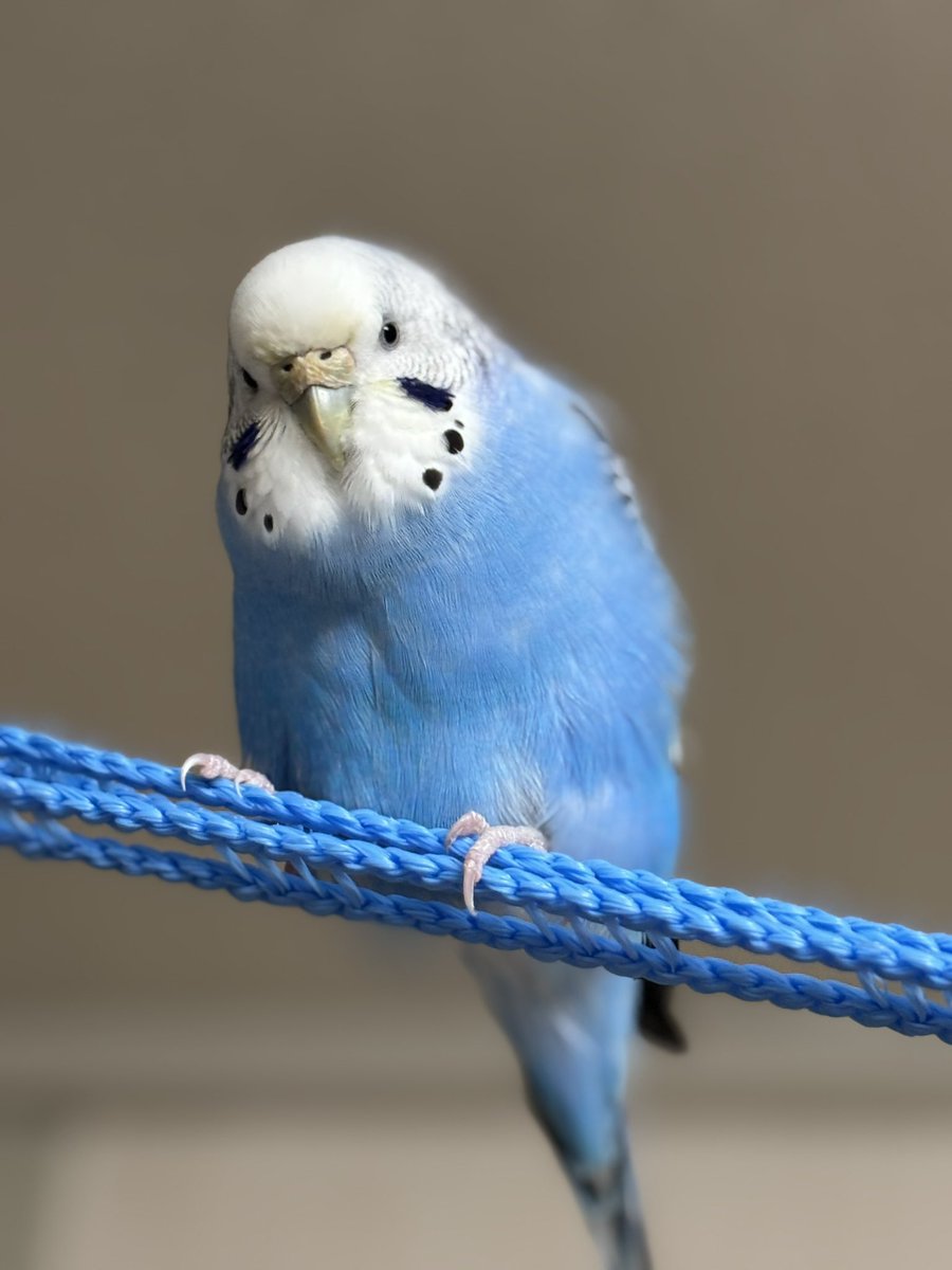 迷いインコ #ロスト #大阪市 #東淀川区 #上新庄 #セキセイインコ