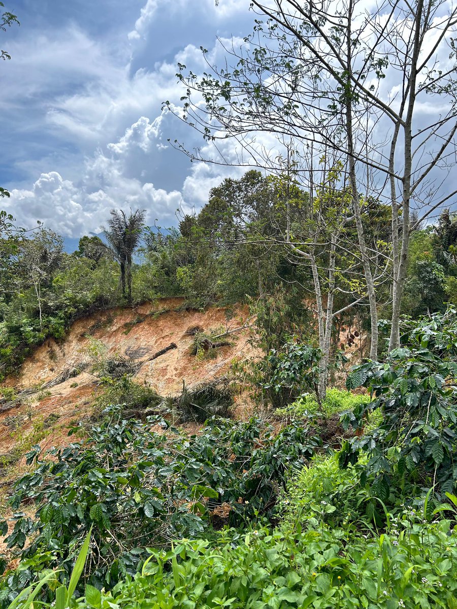FitriAn22130716's tweet photo. The landslide in the coffee farms of Sipirok, South Tapanuli, North Sumatra proves that deforestation never comes without consequences. When forests disappear, the soil weakens and farmers become the first to suffer heavy losses. @dimitratech @surveyor_id #DimitraTeam $DMTR https://t.co/hfEpINsyDA
