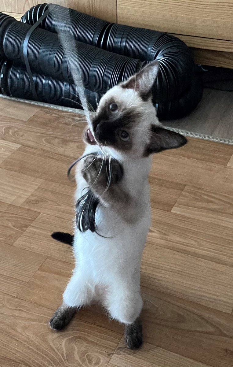 SwitchCat3's tweet image. Palico invade house