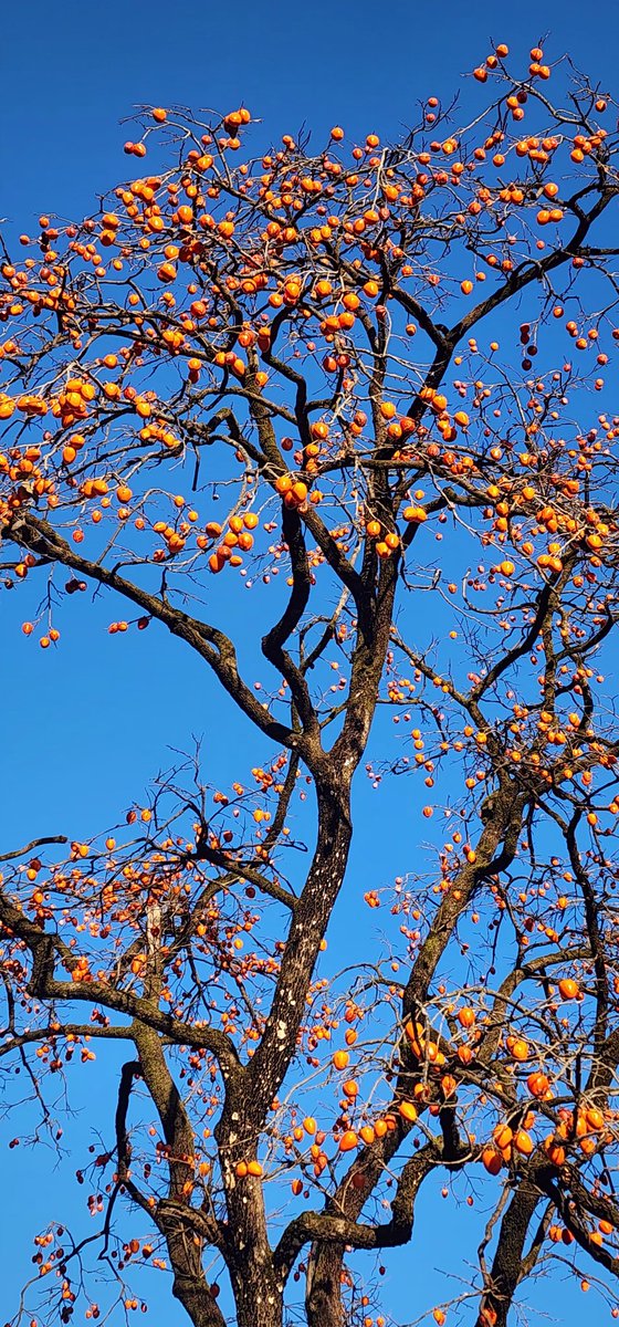 도대체 스님은 이 많은 감을 언제 따시려고...
까치밥치곤 너무 많은데....