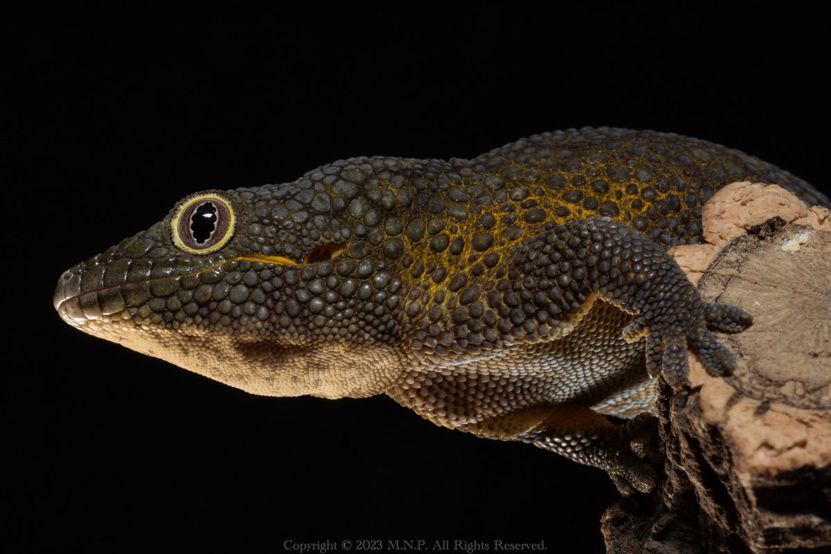 一枚目: FE 100mm F2.8 Macro GM
二枚目: LAOWA 58mm F2.8 2x 

AF使えるってのが本当にデカいっすね。