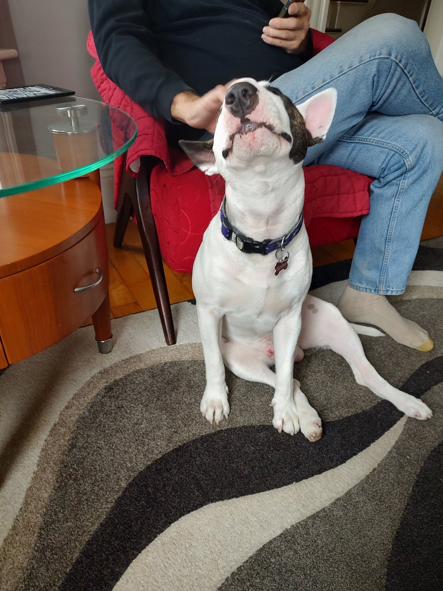 rexthetvterrier's tweet image. A dog&apos;s job is to provide comfort, companionship, love and sometimes (often) entertainment.  A person&apos;s job is to find our favorite spot and scratch/pet it, feed us good food and always keep us happy and comfortable.  I think we&apos;re doing our jobs well ❤️
#Spike #Love #Dogs