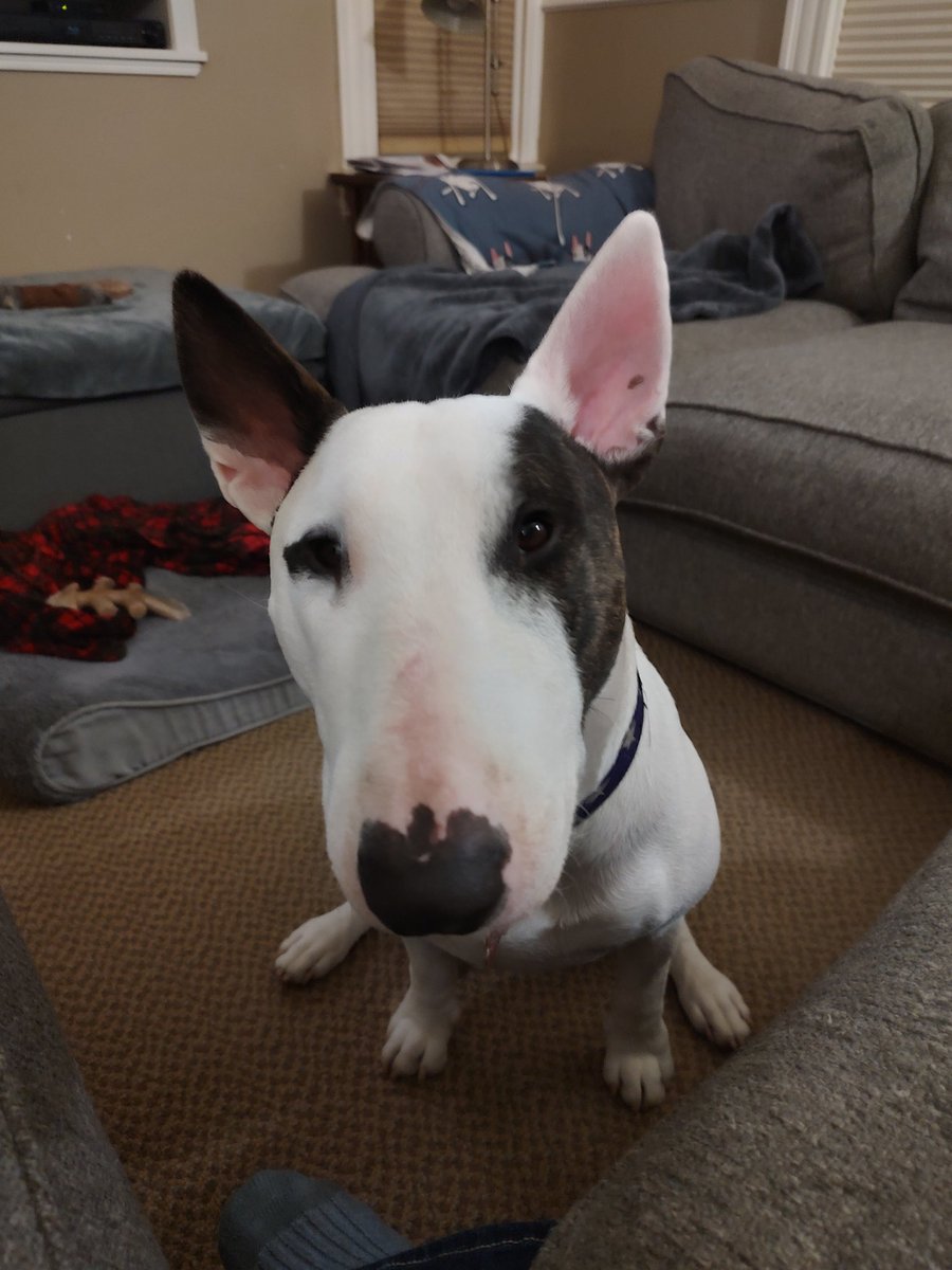 rexthetvterrier's tweet image. I forgot to post, new #48Hours tonight! @48Hours
#Spike #TVPicks #Dogs