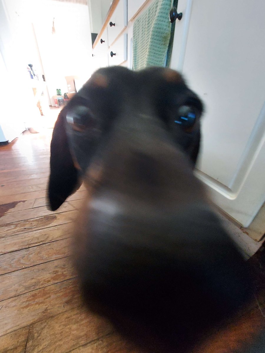 Pictures of my animal