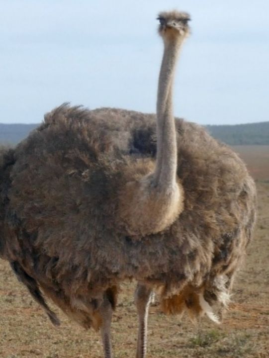 Art of the Day! "Big Bird of Sesame Street Cartoons". Buy at: ArtPal.com/Brenniewebb?i=…