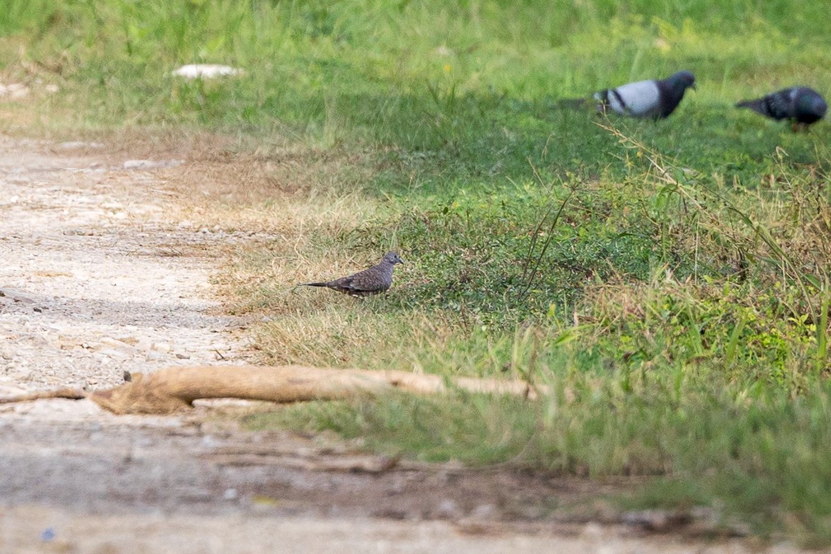 For #BirdsSeenIn2025
Record shot of an Inca Dove (Columbina Inca) I saw in Punta Gorda, Belize in October.  I took the distant shot as this was a LIFER for me, just in case it flew away before I was able to get a closer shot.  It did, but I was glad to have seen it.
Belize LIFER