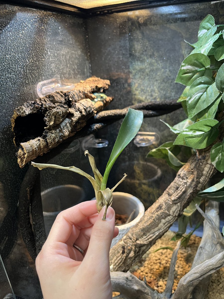 アブロニアと一緒に成長していくの楽しみだなって思ってた何かのはっぱは1年半でこうなりました。
なんでだ