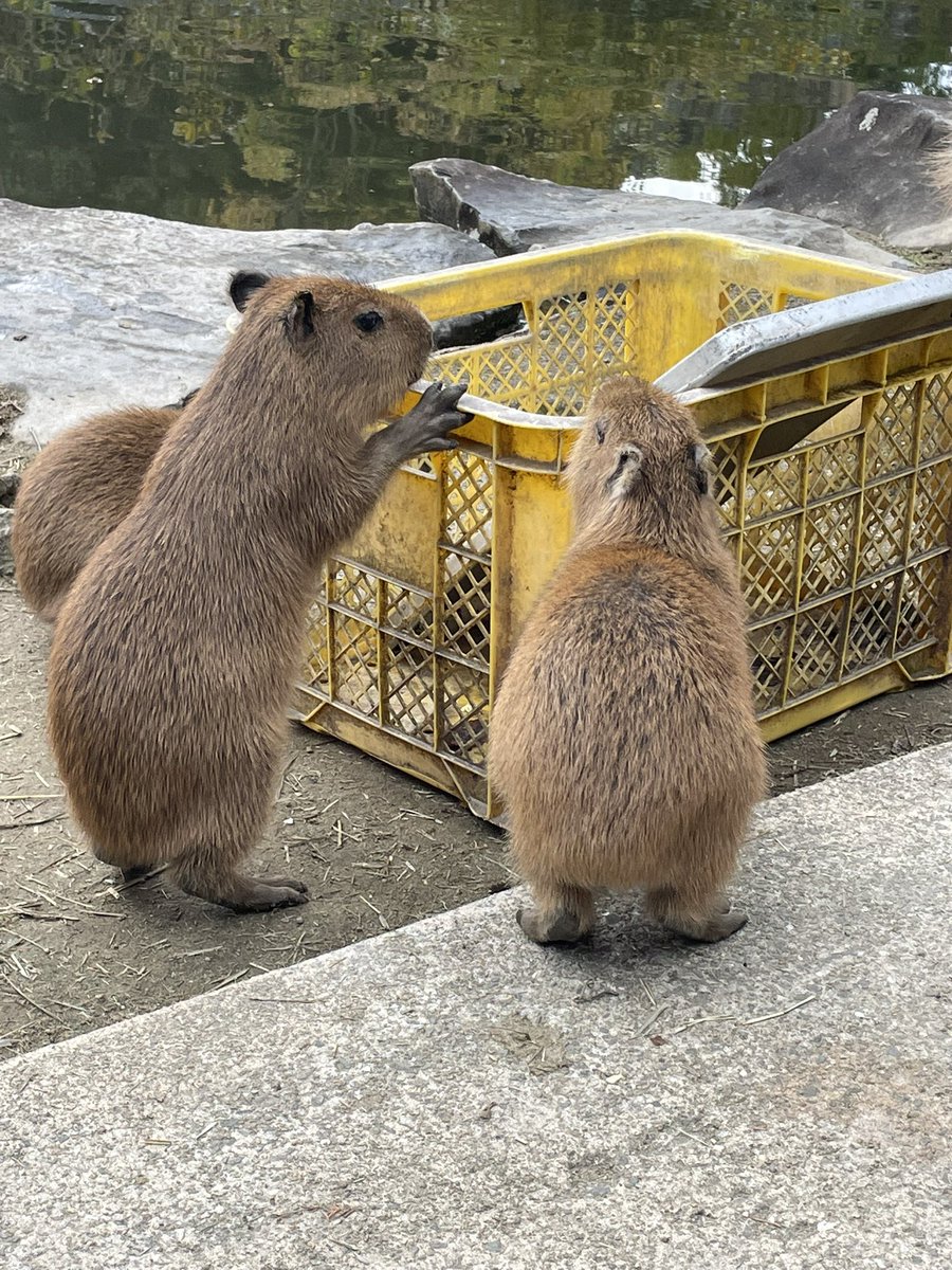 うさ＠カピバラだらけ (@usa0831) / Posts / X