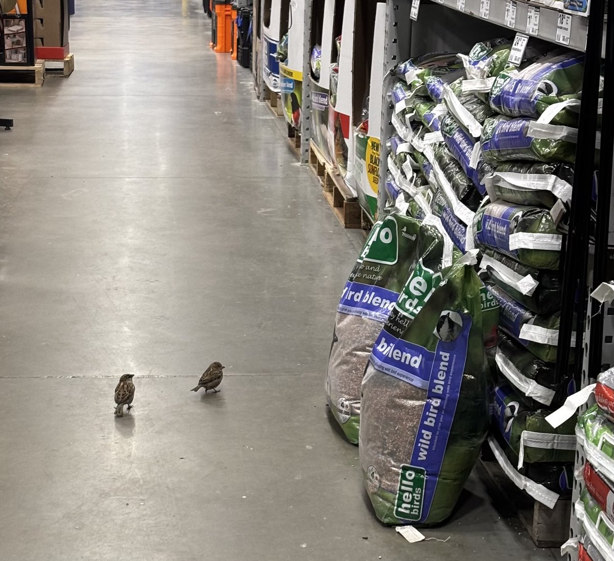 今天在店裡看到麻雀站在大包裝鳥食前面 😆