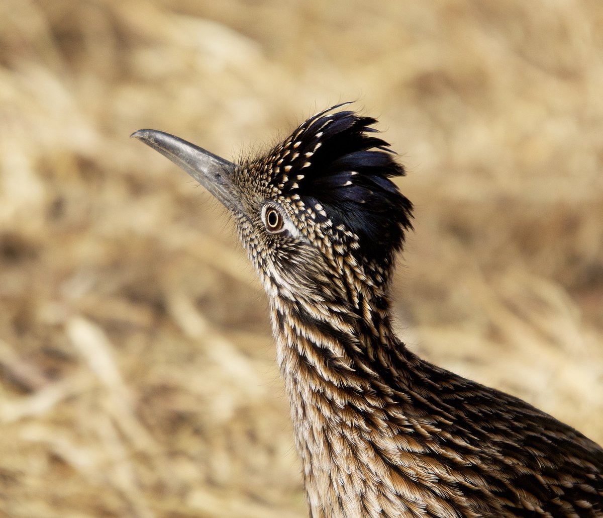 🦎Visceral🪶 (Tomistoma enjoyer🐊) tweet media